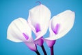 Calla lily arum flower decor Royalty Free Stock Photo