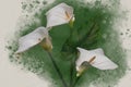 Three white Calla Lily flowers on a green background. Botanical watercolor illustration Royalty Free Stock Photo