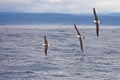 Three White-capped albatrosses in flight, New Zealand