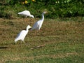 three white cattle egret bird in a field on Grande-Terre in Guadeloupe
