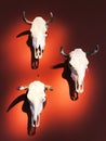 Three white cattle skulls hanging on the red wall