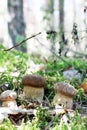 Three white ceps