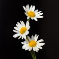 Three white chamomile flowers in line on a black background closeup isolated in square Royalty Free Stock Photo