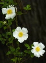 Three white Cherokee Roses on a climbing vine Royalty Free Stock Photo