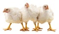 Three white chickens