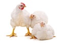 Three white chickens Royalty Free Stock Photo