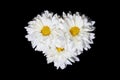 Three White Chrysanthemum Flowers with Yellow Center Isolated on Black Background Royalty Free Stock Photo