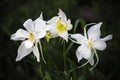 Three White Columbines