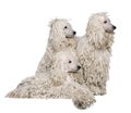 Three White Corded standard Poodles Royalty Free Stock Photo