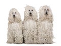 Three White Corded standard Poodles sitting Royalty Free Stock Photo