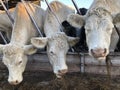 Three white cows eating hay Royalty Free Stock Photo