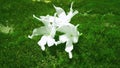 Three white crepe jasmine on grass in a sunny day Royalty Free Stock Photo