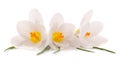 Three white crocuses Royalty Free Stock Photo