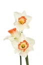 Three white daffodils
