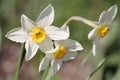 Three white daffodils flowers close-up in garden Royalty Free Stock Photo