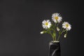 Three white daisies on a black background. beautiful bouquet of flowers in a vase. place for text, copy space Royalty Free Stock Photo