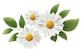 Three White Daisies Bloom with Green Leaves and Spring Concept Royalty Free Stock Photo