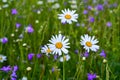 Three white daisies in a field among other wild flowers