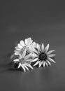 Three white daisies on a gray