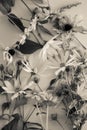 Three white daisies on a gray Royalty Free Stock Photo