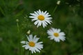 Three white daisies grow together in the meadow.