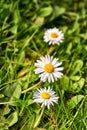 Three white daisy flower on a green meadow with blurred background Royalty Free Stock Photo