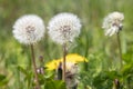 Three white dandelion blowballs in meadow field Royalty Free Stock Photo