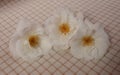 Three white delicate beautiful roses on checkered cloth