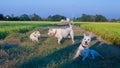 Three white dog relax in paddy area. Royalty Free Stock Photo