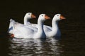 Three white domestic geese swimming on the pond Royalty Free Stock Photo