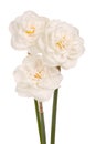 Three white double daffodils Royalty Free Stock Photo