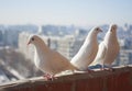 Three white doves coo against the cityscape from a high floor. Relationship of a group of white birds. Doves symbol of