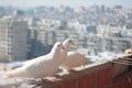 Three white doves coo against the cityscape from a high floor. Relationship of a group of white birds. Doves symbol of