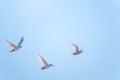 Three white doves fly in a clear blue sky