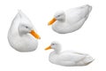 Three white duck in different positions, isolated on white background Royalty Free Stock Photo