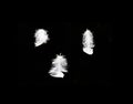 Three white duck feathers, black background Royalty Free Stock Photo