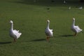 Three white duck walking in the park Royalty Free Stock Photo