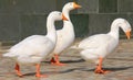 Three white ducks Royalty Free Stock Photo