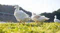 Three White Ducks Cleaning Feathers Royalty Free Stock Photo