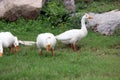 Three White Ducks Are Eating Grass In The Lush Green Garden.