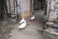 Three white ducks entering 15th Century Bich Pagoda Royalty Free Stock Photo