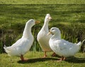 Three white ducks Royalty Free Stock Photo