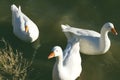 Three White Ducks Royalty Free Stock Photo