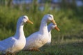 Three White Ducks On The Pond Covered With Green Grass