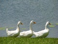 Three white ducks in a row on the lake shore Royalty Free Stock Photo