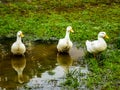 Three White Ducks Standing In A Puddle