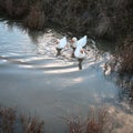 Three White Ducks Swim In The Water