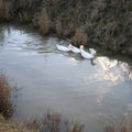 Three White Ducks Swim In The Water