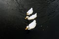 Three white ducks Royalty Free Stock Photo