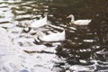 Three White Ducks Swimming In A Lake At Sunrise